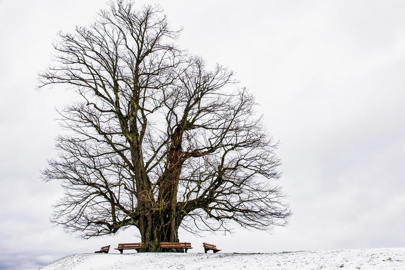 Tree of Souls